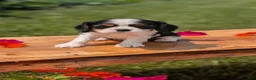 Cavalier King Charles Spaniel dogs for sale: Jax  - Ad 3