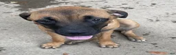 Cane Corso dogs for sale: Cane Corso 1 brown sugar female  - Ad 2