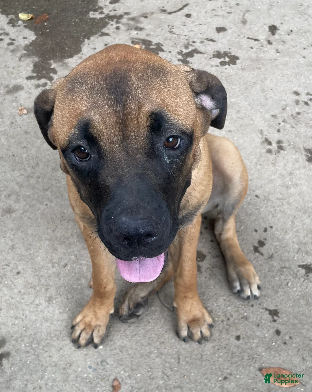 Cane Corso dogs for sale: Cane Corso 1 brown sugar female  - Ad 2