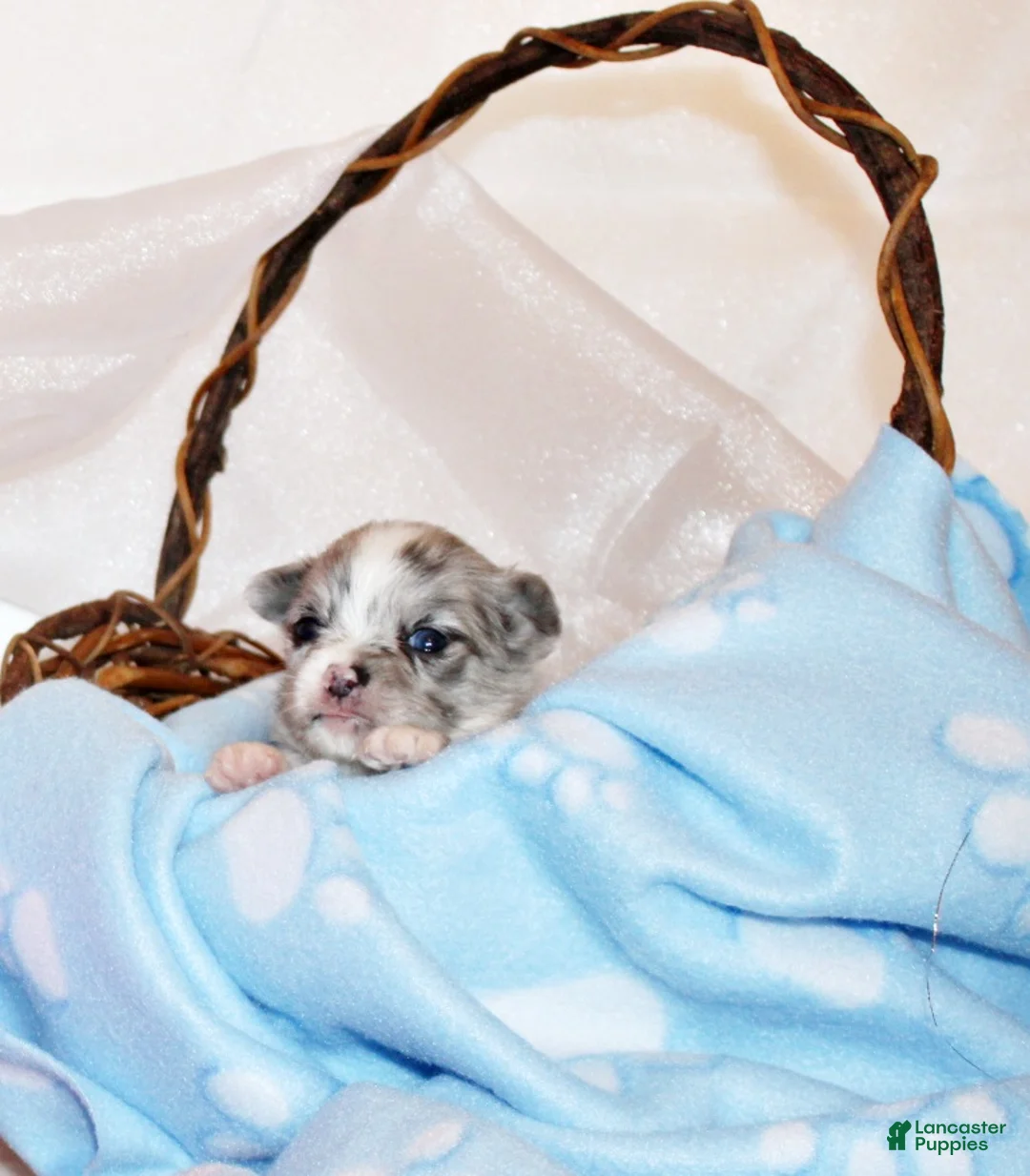 Chihuahua dogs for sale: Preston - Ad 2