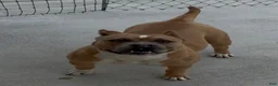 Mixed Breed dogs for sale: Maggie mini hybrid bulldog  - Ad 32