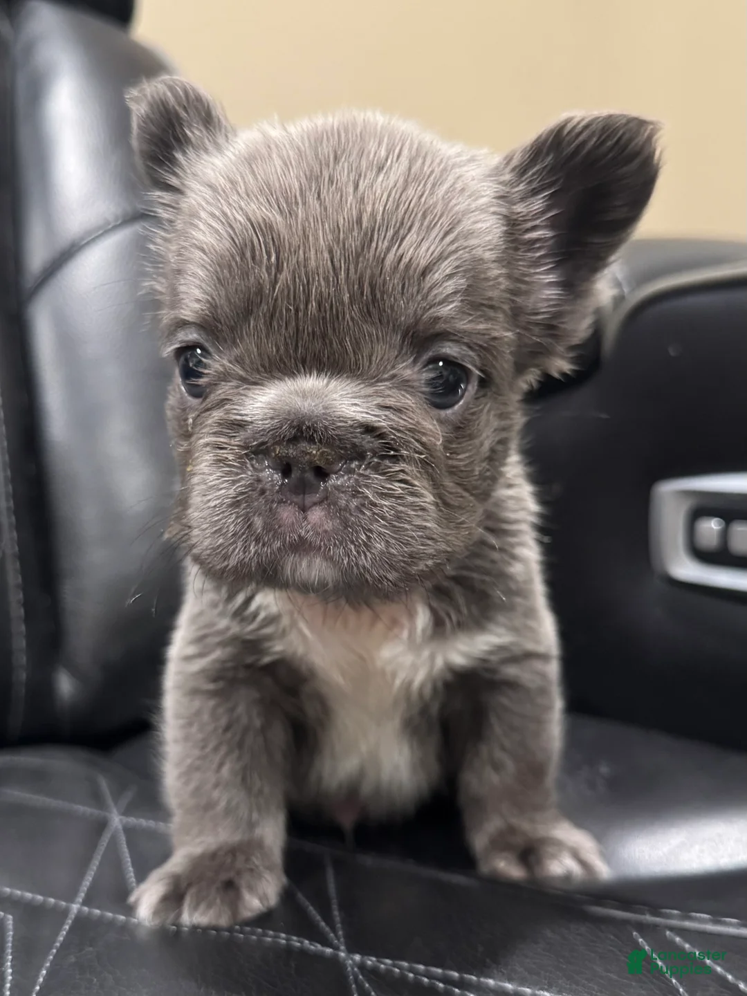 French Bulldog dogs for sale: FLUFFY BIG ROPE TOP GUN - Ad 7