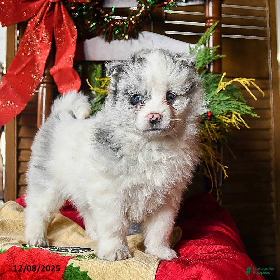 Pomsky dogs Monty - Ad 2