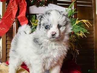 Pomsky dogs Monty - Ad 42