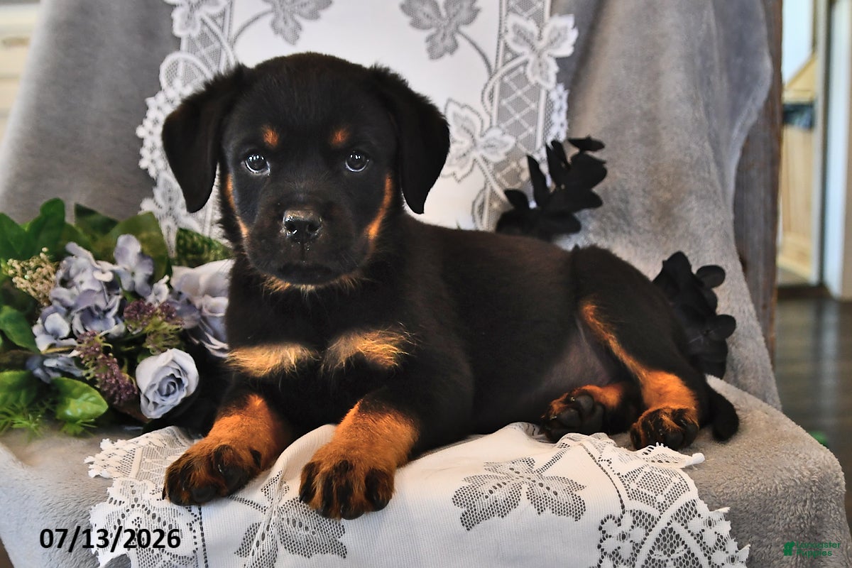 Rottweiler dogs Alfred - Ad 1