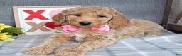 Standard Poodle dogs for sale: Camilla  - Ad 3