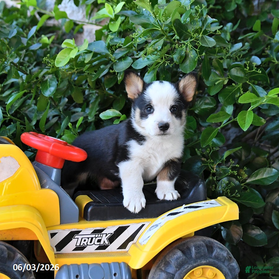 Welsh Corgi Pembroke dogs for sale: Mack  - Ad 2