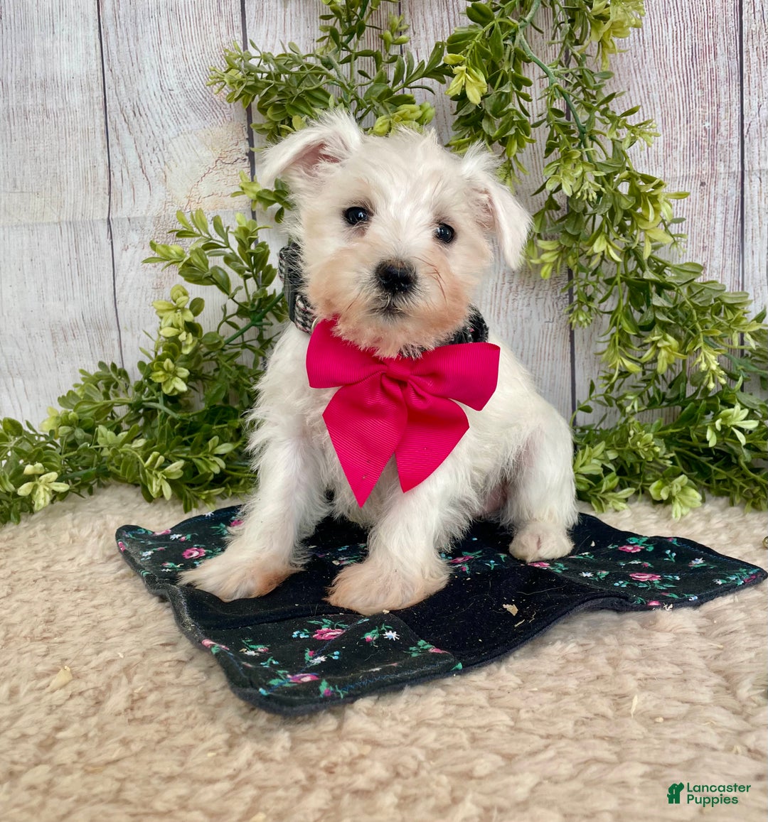 Miniature Schnauzer dogs for sale: Issy - Ad 6