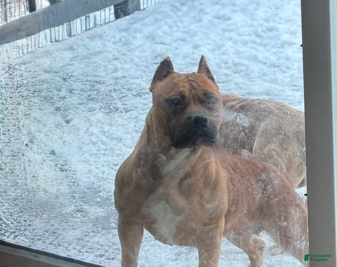 American Bully dogs for sale: American Bully  - Ad 3