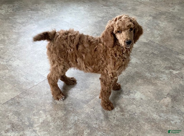 Standard Poodle dogs Jimmy - Ad 37