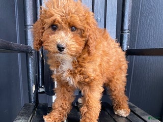 Cavapoo dogs - Ad 14