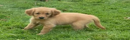 Golden Retriever dogs for sale: Golden Retriever 1 - Ad 3