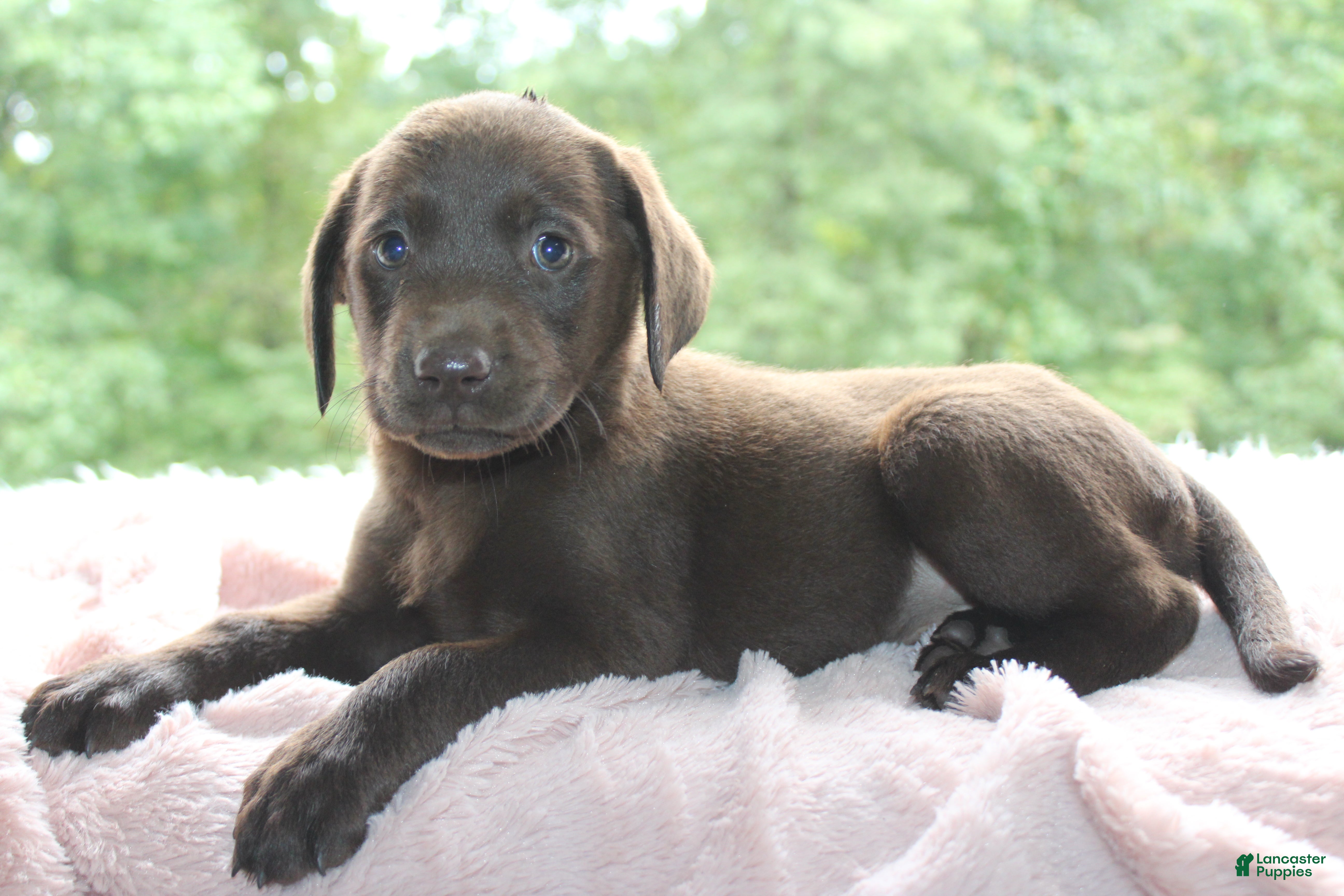 Labrador Retriever dogs Blossom - Ad 1
