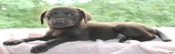 Labrador Retriever dogs for sale: Blossom - Ad 1