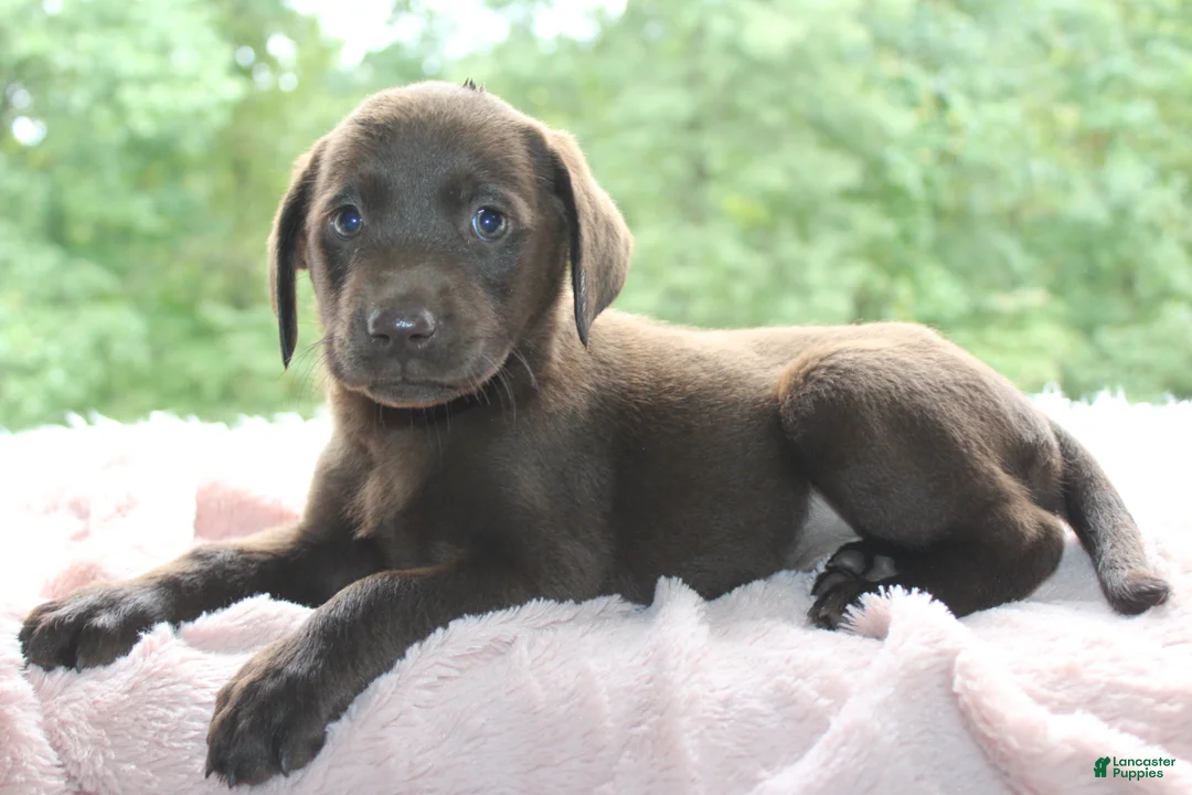 Labrador Retriever dogs for sale: Blossom - Ad 1