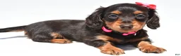 Miniature Dachshund dogs for sale: Alice - Ad 1