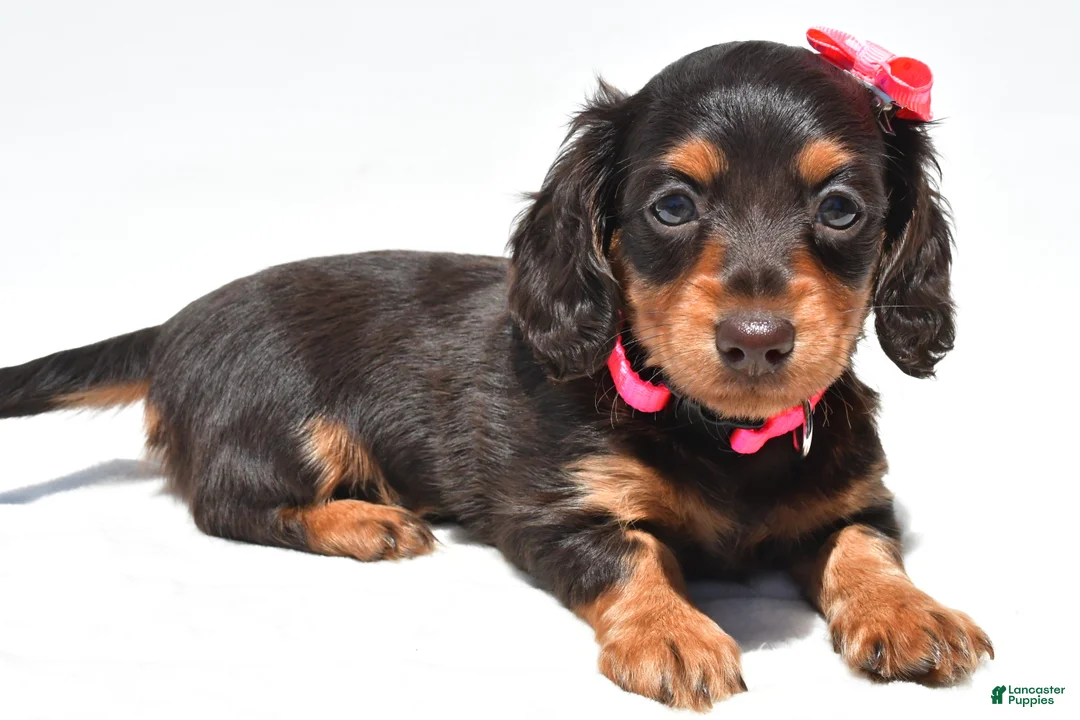 Miniature Dachshund dogs for sale: Alice - Ad 1