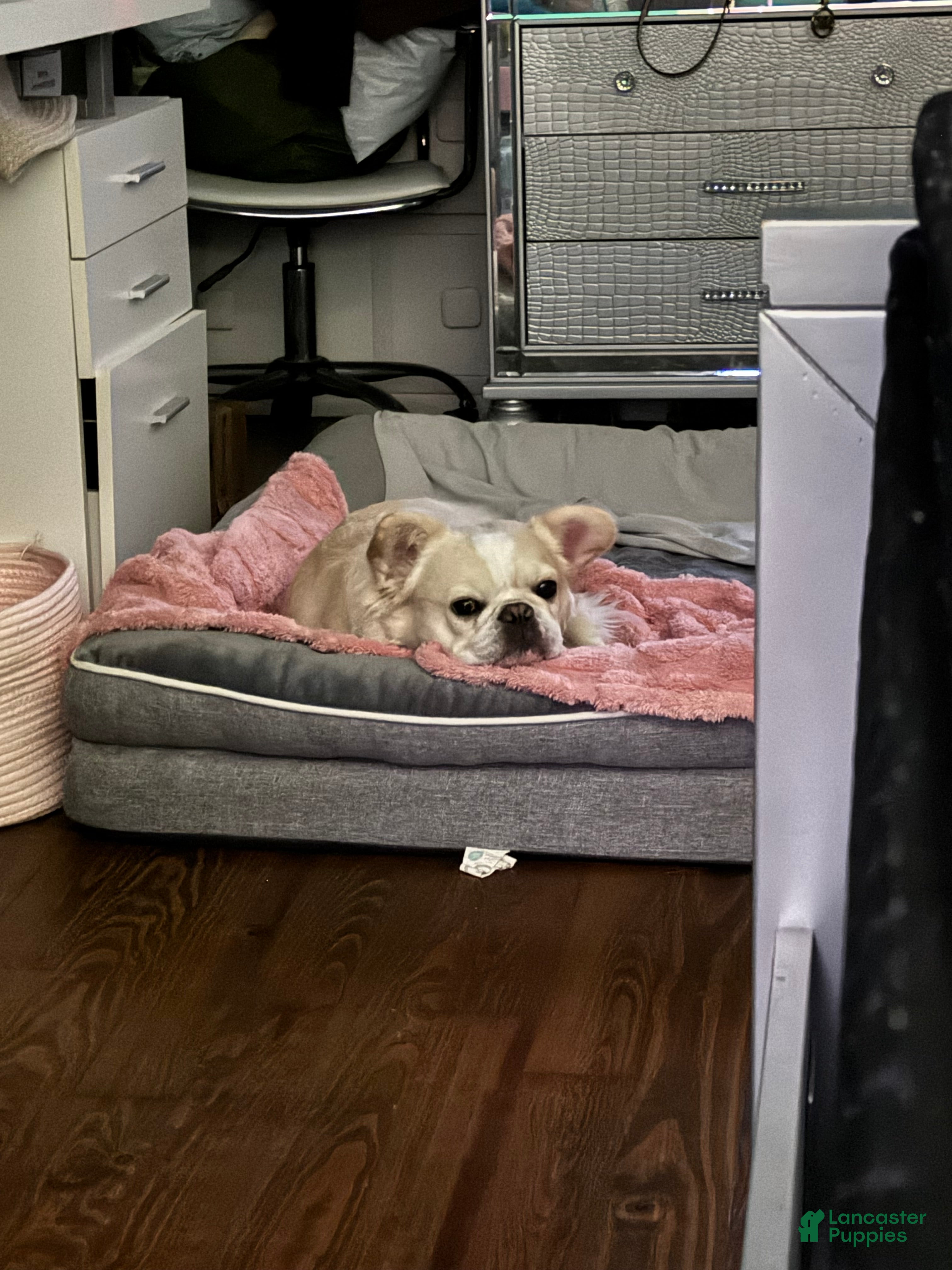 French Bulldog dogs French Bulldog Puppy 1 - Ad 34