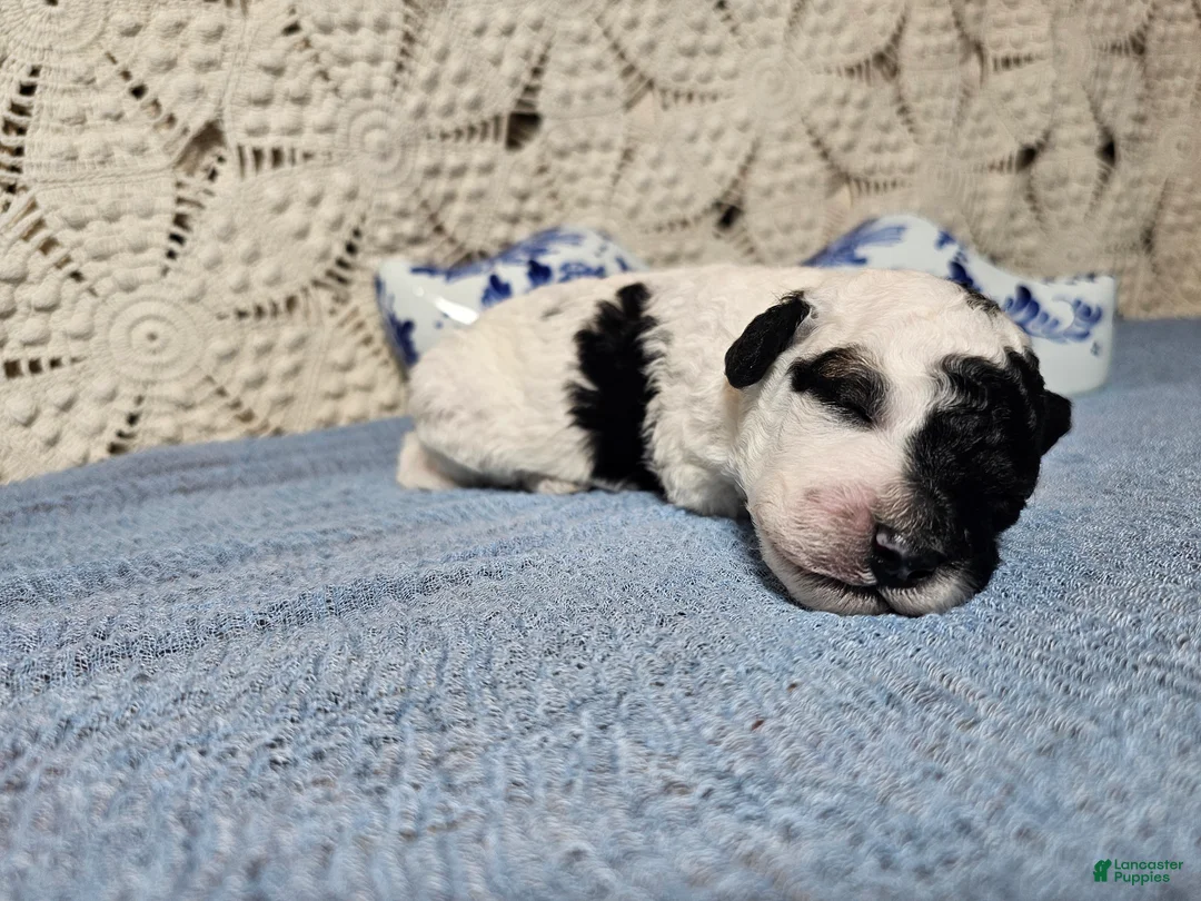 Mini Goldendoodle dogs for sale: Basil - Ad 2