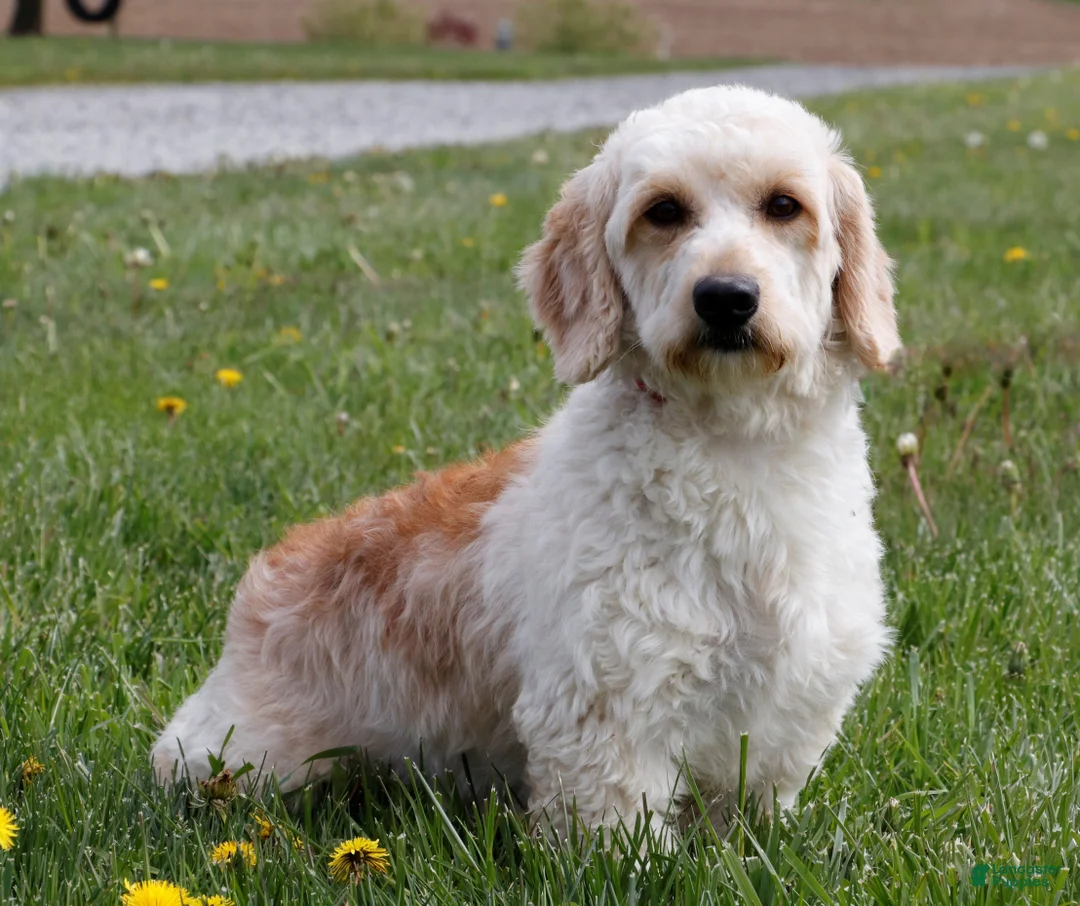 Mini Goldendoodle dogs for sale: Christa - Ad 6