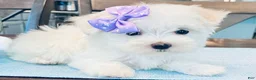 Maltese dogs for sale: Teacup Annie - Ad 6