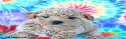 Mini Goldendoodle dogs for sale: Chester - Ad 3