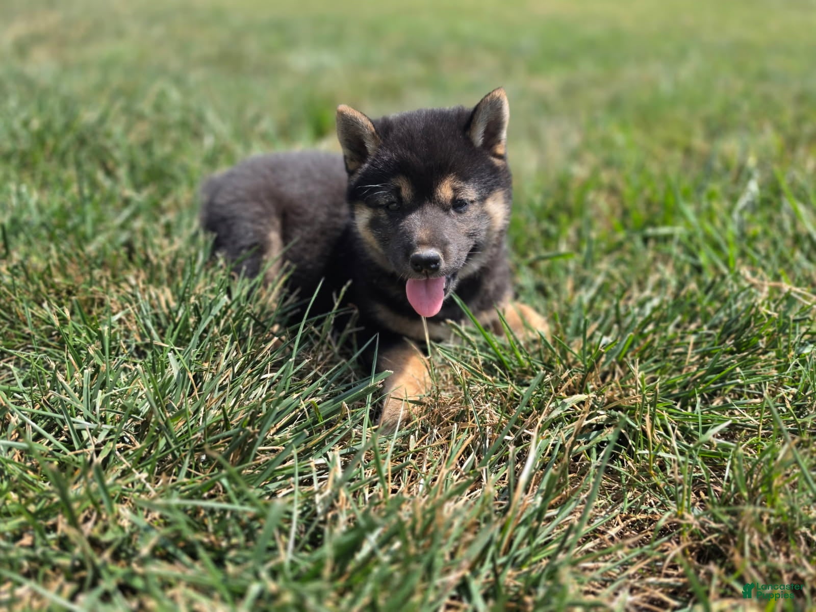 Shiba Inu dogs Bella - Ad 2