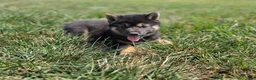 Shiba Inu dogs for sale: Bella - Ad 2