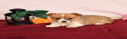 Welsh Corgi Pembroke dogs for sale: Otto - Ad 5