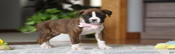 Boxer dogs for sale: Indy - Ad 5