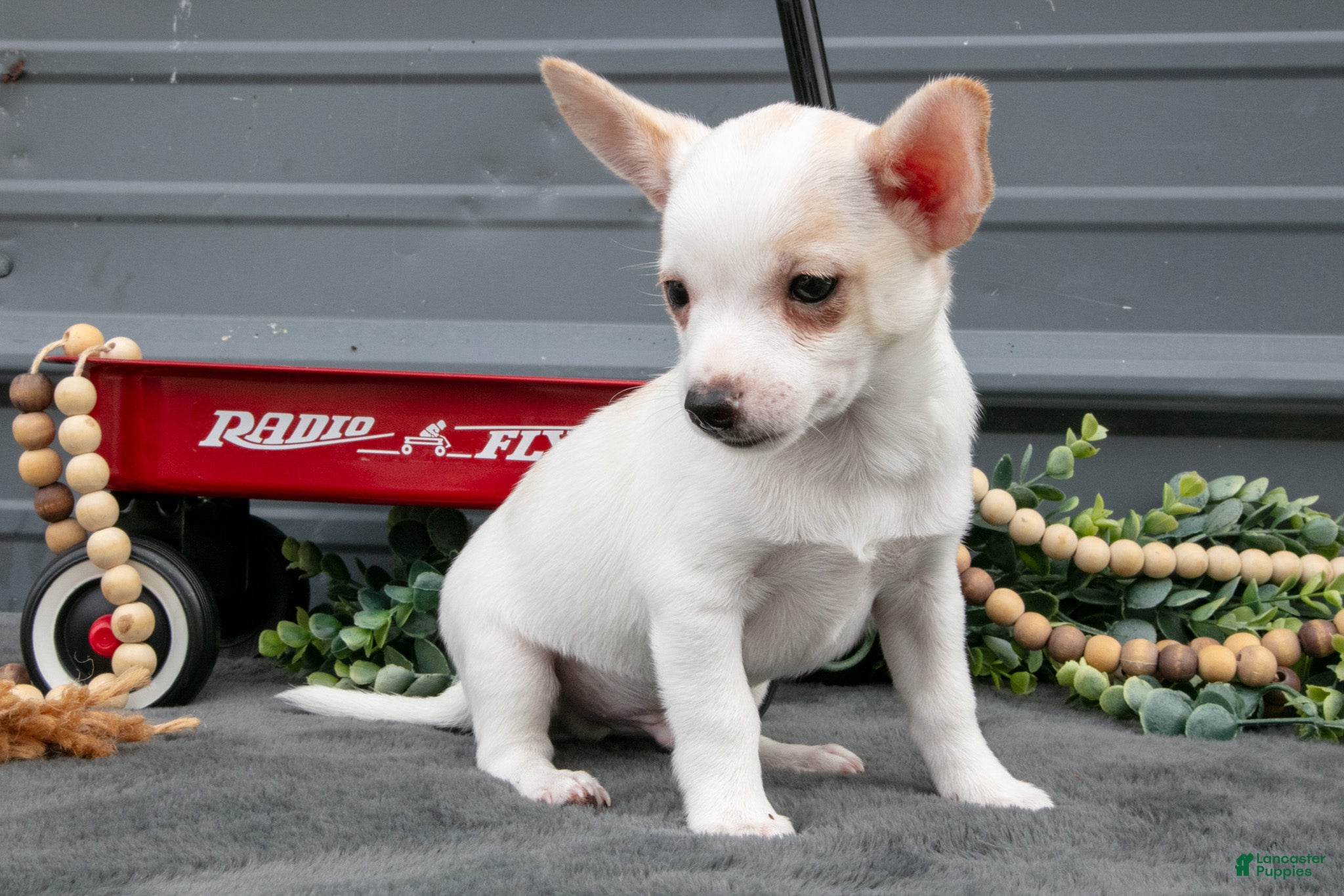 Chihuahua dogs Frasier - Ad 2
