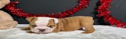 English Bulldog dogs for sale: Violet - Ad 7