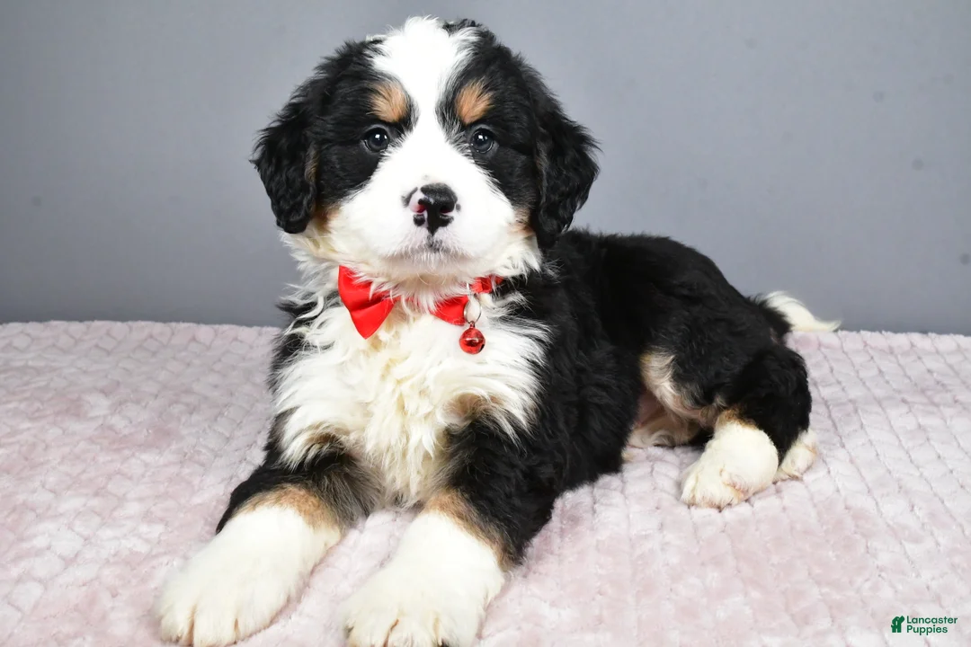Mini Bernedoodle dogs for sale: Bubba - Ad 5