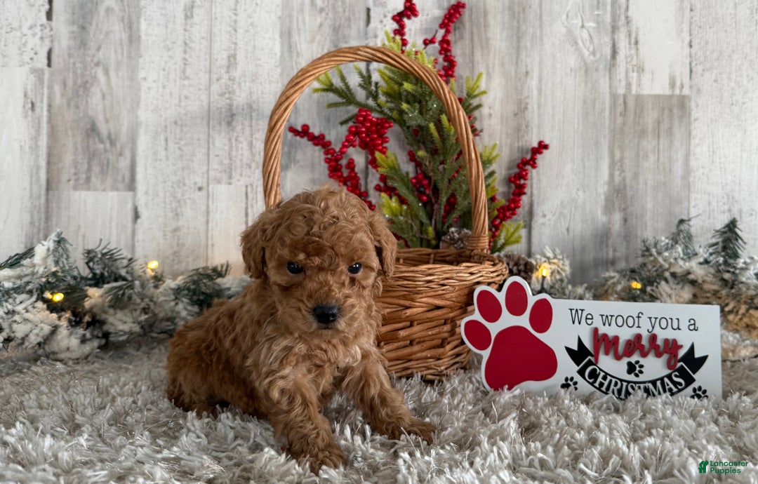 Toy Poodle dogs for sale: Turner - Ad 2