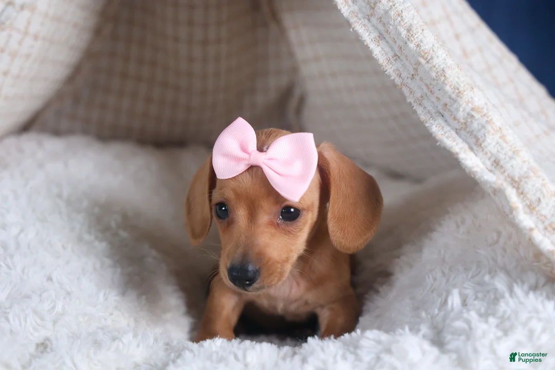Dachshund dogs for sale: Quincy - Ad 16