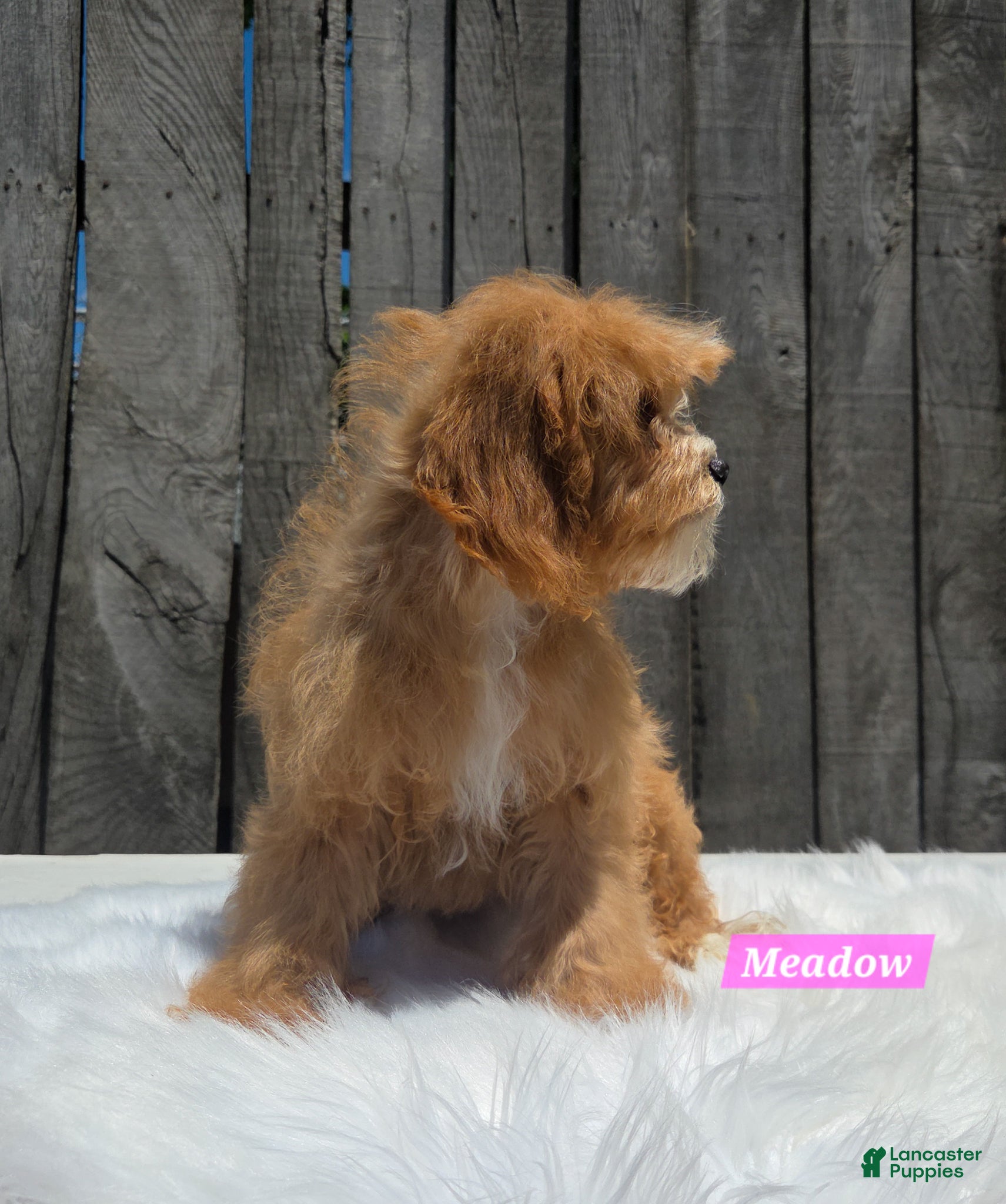 Cavapoo dogs for sale: Meadow - Ad 3