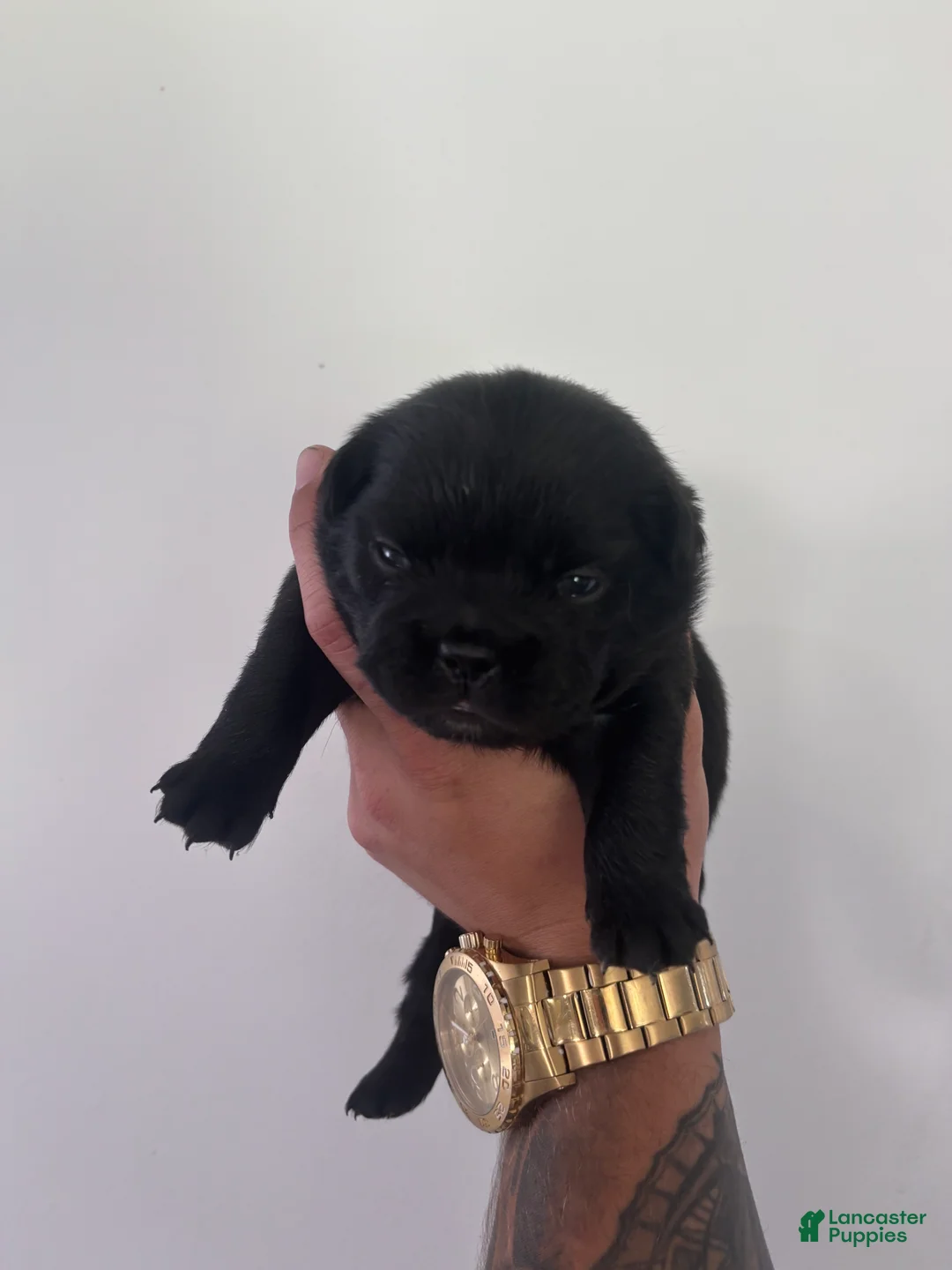 French Bulldog dogs for sale: Puppy 6 - Ad 1