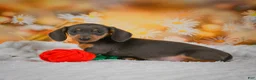 Miniature Dachshund dogs for sale: Dory - Ad 6