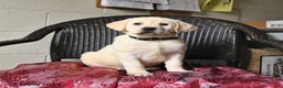 Labrador Retriever dogs for sale: Bailey - Ad 2
