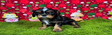 Cavalier King Charles Spaniel Puppy 1