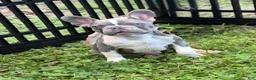 French Bulldog dogs for sale: Dimitri - Ad 3