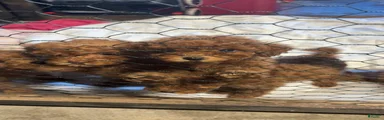 Toy Poodle Puppy 1