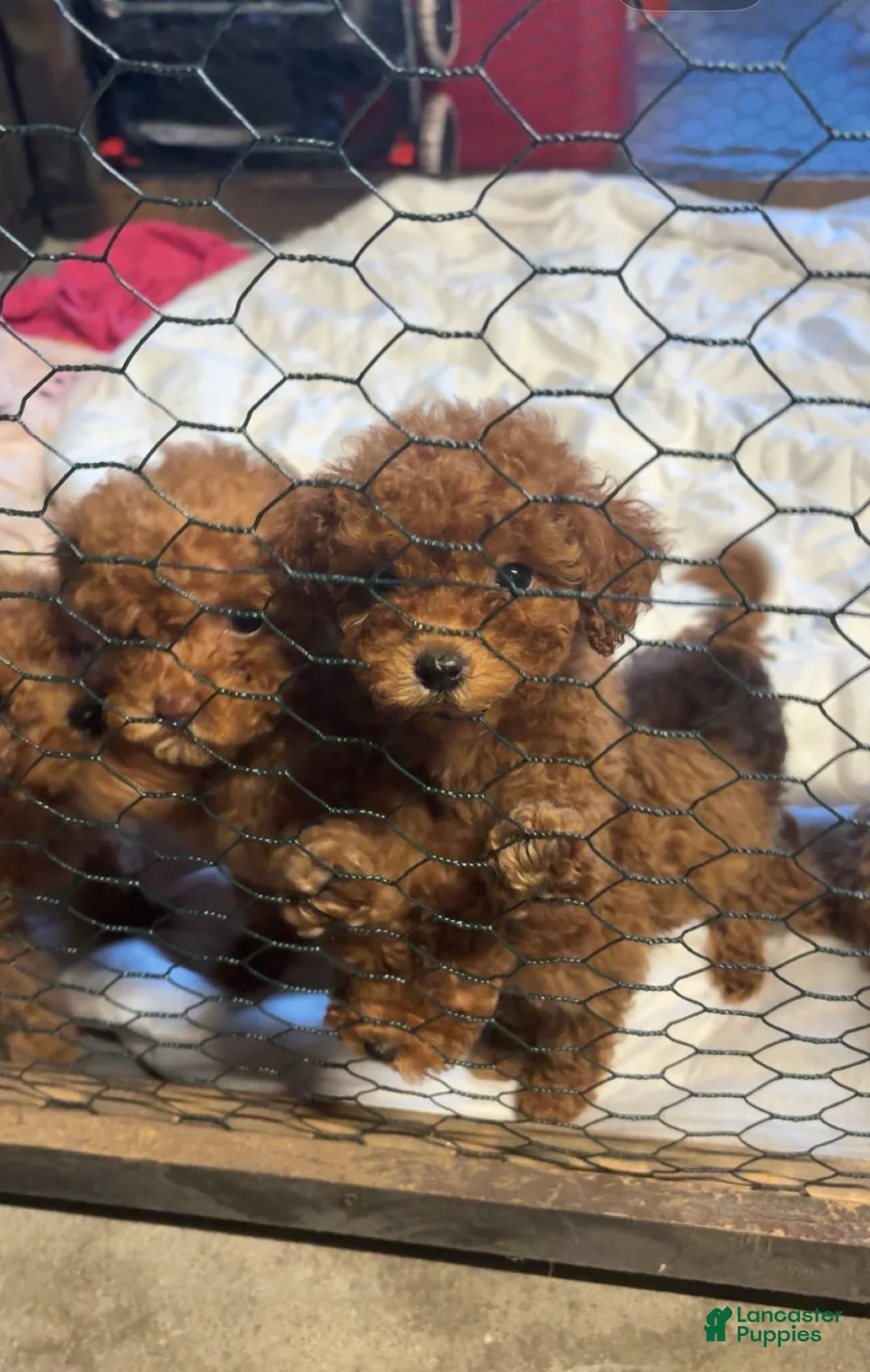 Toy Poodle dogs for sale: Toy Poodle Puppy 1 - Ad 1