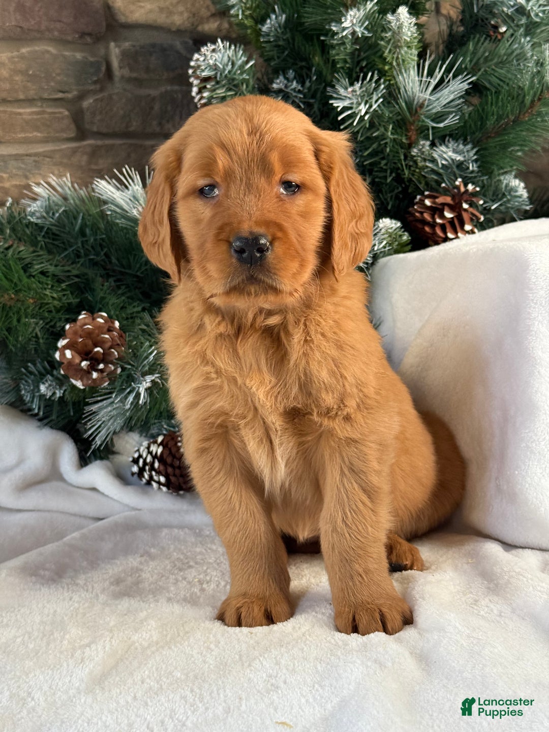 Golden Retriever dogs for sale: Lucy  - Ad 1