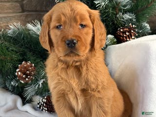 Golden Retriever dogs Lucy - Ad 30