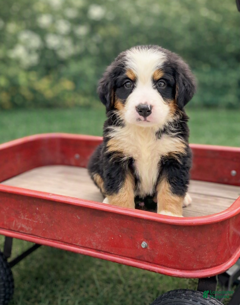 Bernese Mountain Dog dogs Joey - Ad 1
