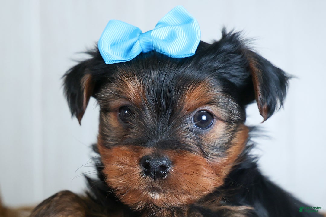 Yorkshire Terrier dogs for sale: CHARLIE - Ad 17