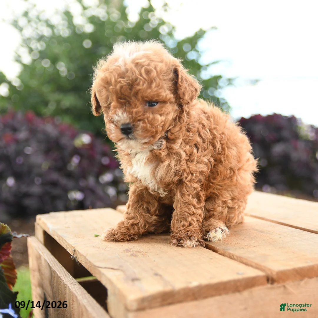 Toy Poodle dogs for sale: Nero - Ad 2