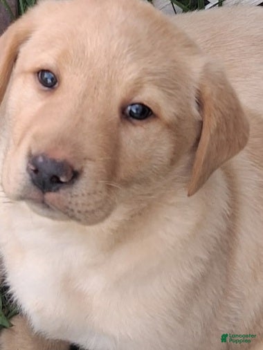 Labrador Retriever dogs Labrador Retriever Puppy 1 - Ad 1