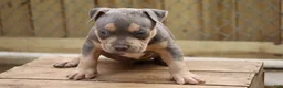 American Bully dogs for sale: Mr. Vegas - Ad 11
